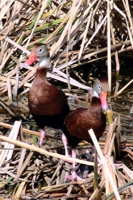 Black-Bellied Whistling-Duck, Texas gulf coast