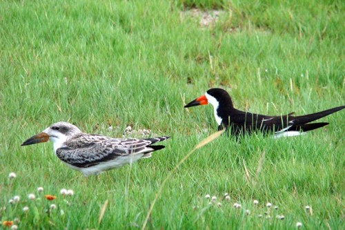 Black Skimmer with baby, Rockport Beach Park, Texas