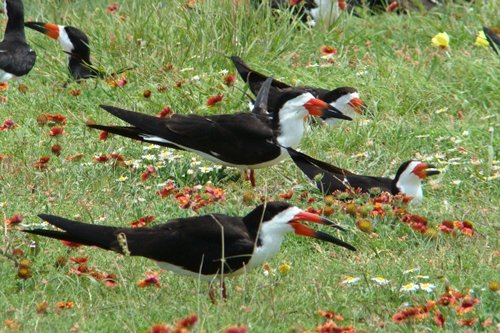 Black Skimmer @ Rockport Beach Park (adults nesting)