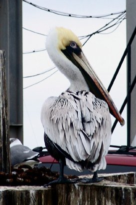 Brown Pelican