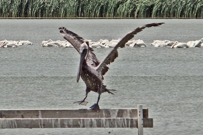 Brown Pelican taking flight