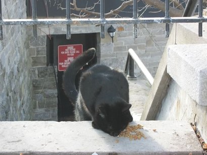 Ottowa Canada, Parliament Hill Cat  feeding