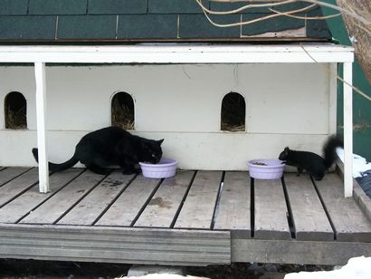 Ottowa Canada, Parliament Hill black cat sharing food with black squirrel