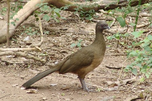 Chacalaca @ Sabal Palm Grove, BrownsvilleTexas