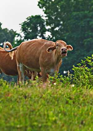 cow in Chandler, Texas near Neches River