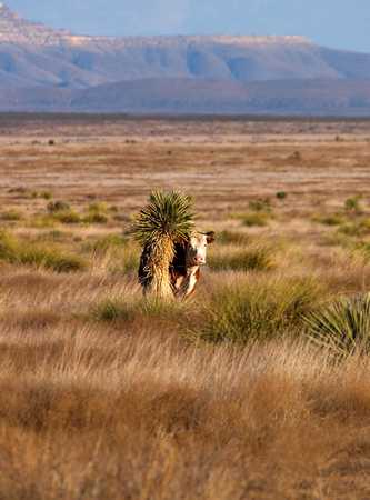 A cow and cactus on Texas range, Fort STockton, Texas