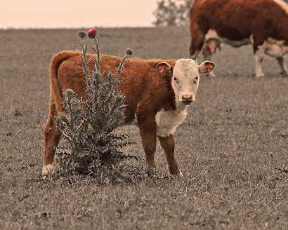 A calf by a blooming thistle