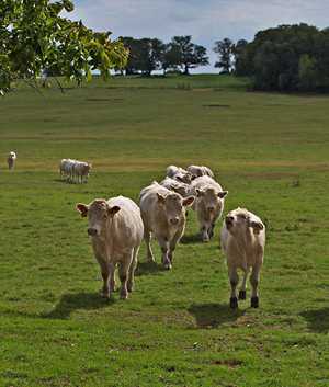 Cows coming home. Texas field