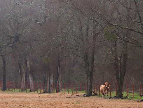 Lone cow in pasture near Canton, Texas