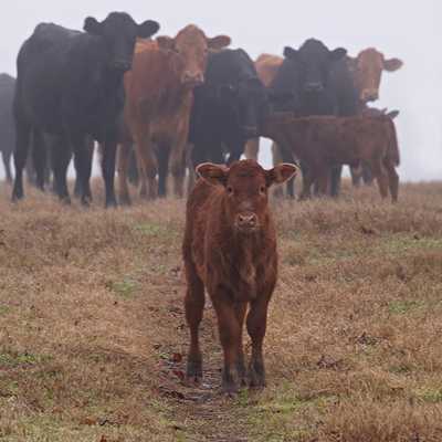Texas calf with herd in background
