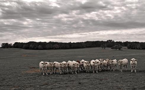 Red Rover, Red Rover... A row of cows on Texas pasture