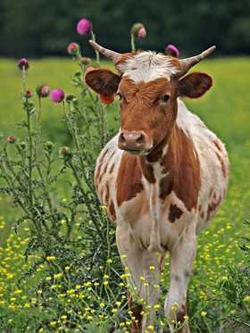 Spotted calf and blooming thistle