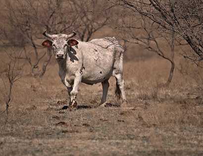 Lonesome Longhorn