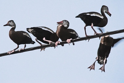 Ducks On Wire, Texas gulf coast