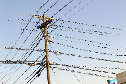 Grackles on wire in Fulton, TX