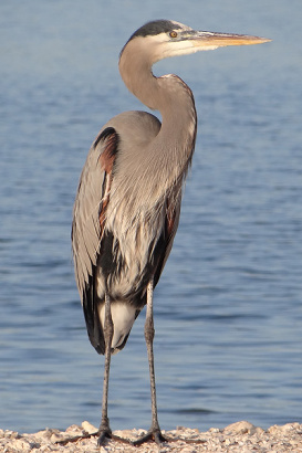 TX - Great Blue Heron