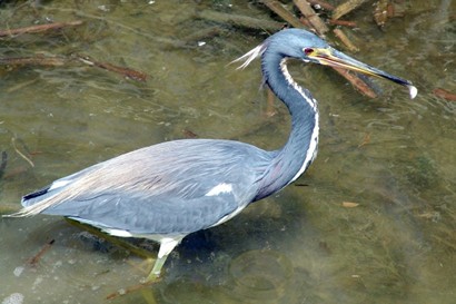 Great Blue Heron Eats Minnow 