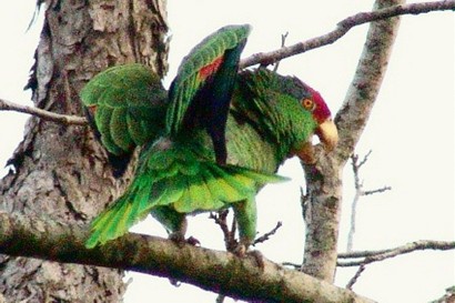 Green Parrot, Texas gulf coast
