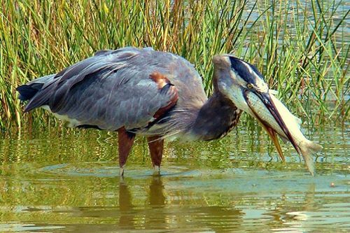 Great Blue Heron, feeding @ Rockport Beach Park