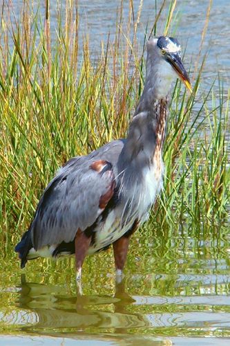 Great Blue Heron, feeding sequence @ Rockport Beach Park