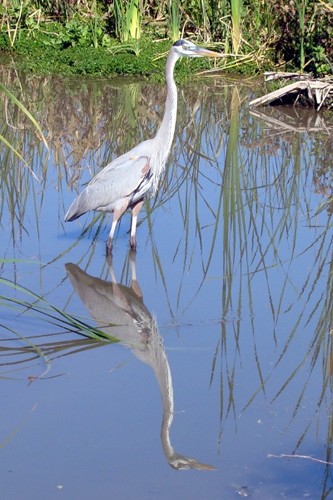 Great Blue Heron, young @ at Port Aransas Birding Center