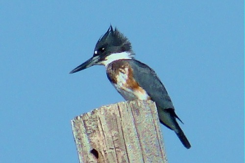 Green Kingfisher looking for fish @ North Fulton Beach Road 