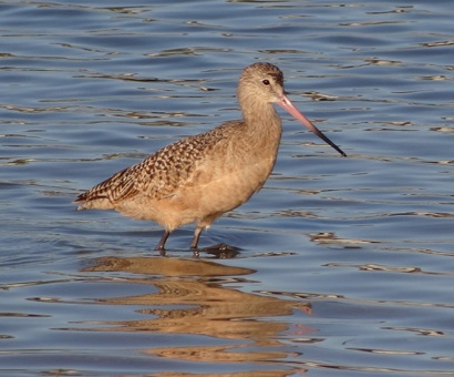 TX - Marbled Godwit