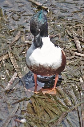 Northern Shoveler, Texas gulf coast