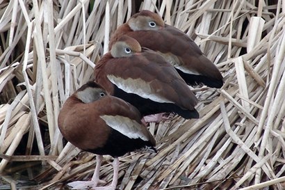 Female Ring Necked Ducks, Port Aransas,  Texas