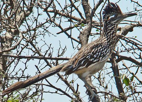 Roadrunner Chaparral TX