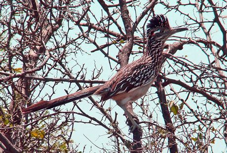 Roadrunner Chaparral TX