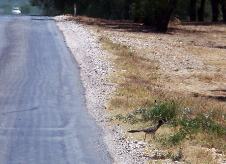 Roadrunner Chaparral TX