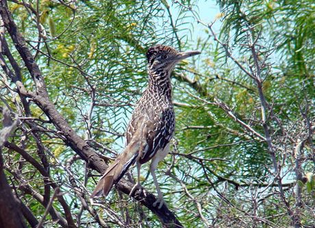 Roadrunner Chaparral TX