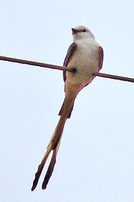 Scissor Tailed Fly Catcher, Texas gulf coast