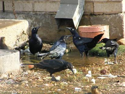 Grackles taking bath in Gidding Texas