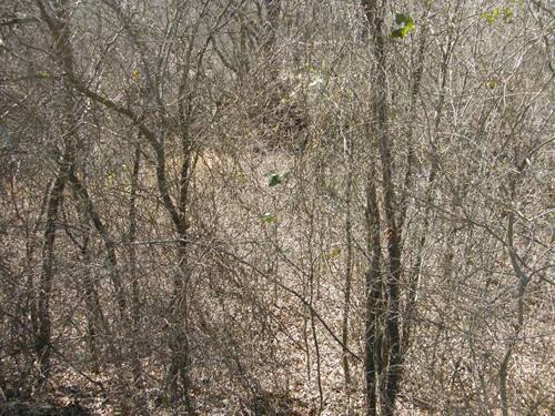 Erath County TX - Thick Thorny Brush 