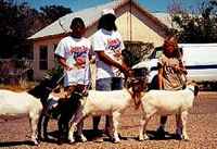 Goats posing
