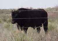 Frankel City TX - cow