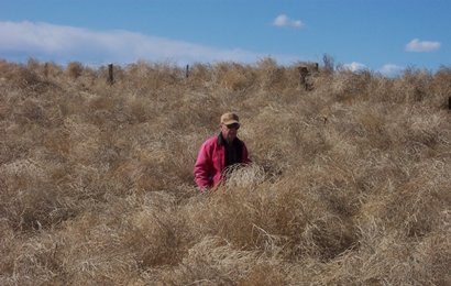 Kerrick Texas - Antelope Grass