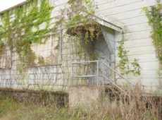 windows covered  with poison ivy