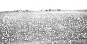 Cotton field, Mackay, Texas , 1930s
