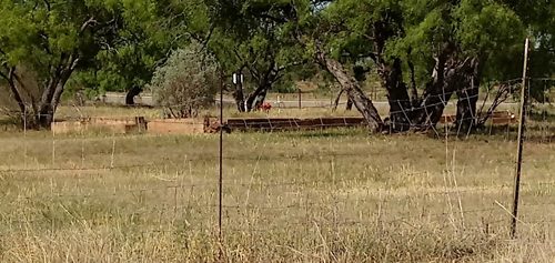 Oxford TX - foundation ruins