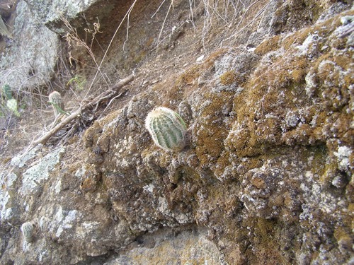 Oxford TX - Cactus on rock