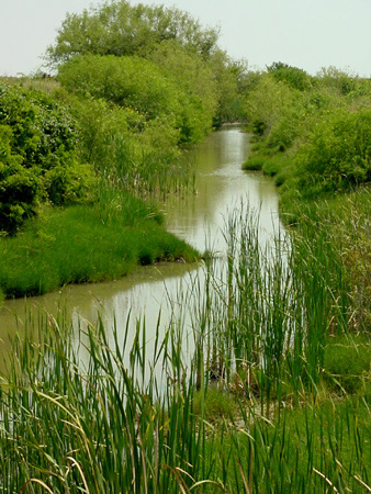 A stream near the Gulf coast