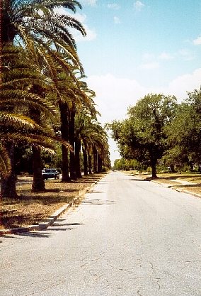 Bishop, Texas palm lined street