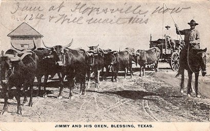 Blessing TX - Jimmy and his Oxen, pstmrk1910