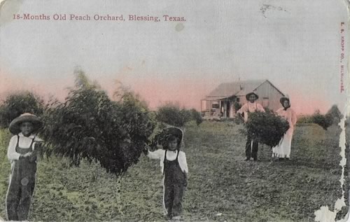 Blessing Texas - 18-months old Peach Orchard 