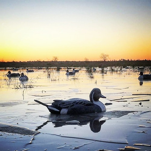 China TX - Ducks