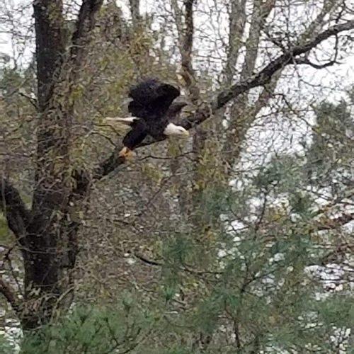 China TX - Bald  Eagle