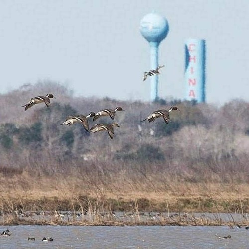 China, Texas - Water towers and flying ducks